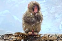 Nagano Private Full-Day Tour 5