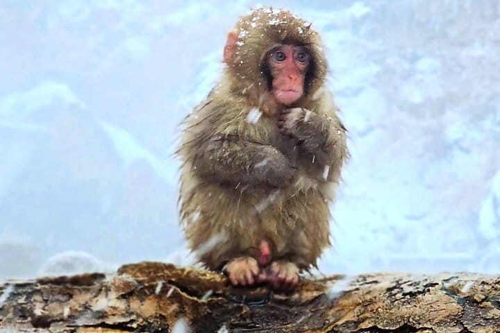 Nagano Private Full-Day Tour 5