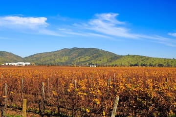 Casablanca Valley Wine Tour from Santiago with Tastings