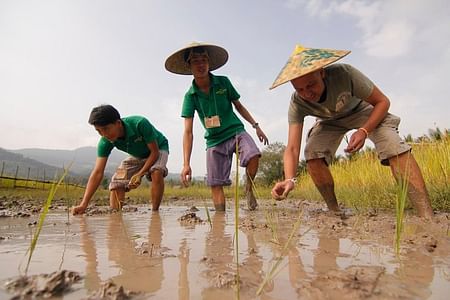 Rice Cultivation Experience & Kuang Si Waterfall Adventure in Luang Prabang