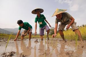 Rice Cultivation and Kuang Si Waterfall from Luang Prabang Full-Day