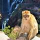 Barbarian Monkey at Ouzoud waterfalls