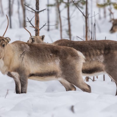 Sähkömoottorikelkkasafari Rovaniemellä - Image 17
