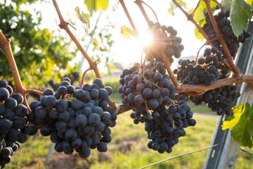 Wine Tasting Tour in Boscotrecase near Vesuvius from Naples