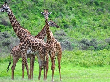 Game Drives at Arusha National park