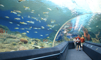 Underwater World Pattaya Ticket 1