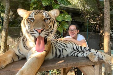 Skip the line: Pattaya Tiger Park Admission Ticket