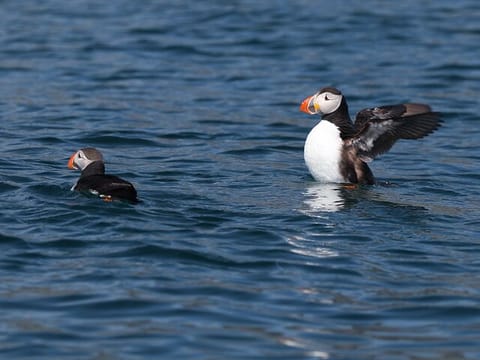 Puffin Jet ski tour in Reykjavík, photo 3