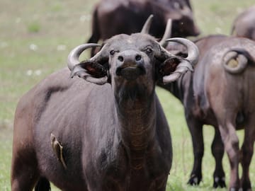 Best Kenya Tour: Sunsets & Safaris, a Kenyan Tale in 5 Days