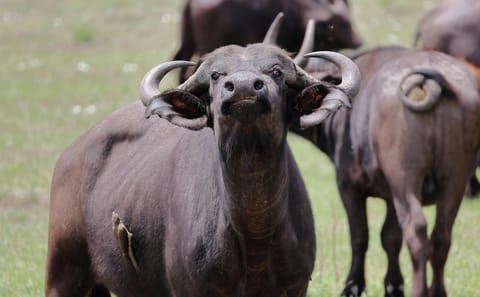 5-Day Safari Adventure in Masái Mara, Kenya