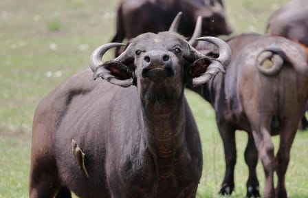 5-Day Safari Adventure in Masái Mara, Kenya