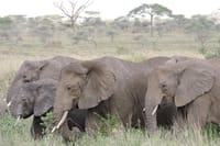 Serengeti National Park Elephants