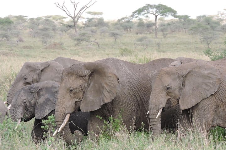 Serengeti National Park Elephants