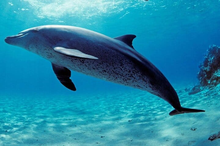 Samadai Reef – Dolphin House diving & Snorkeling Tour_ Marsa Alam