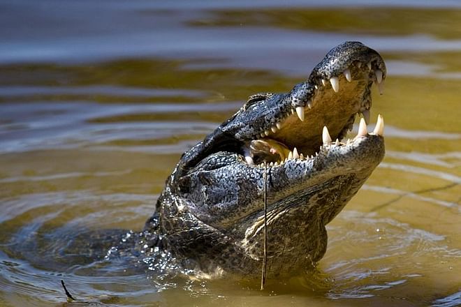Jungle Crocodile Safari & Jaco Beach from San Jose