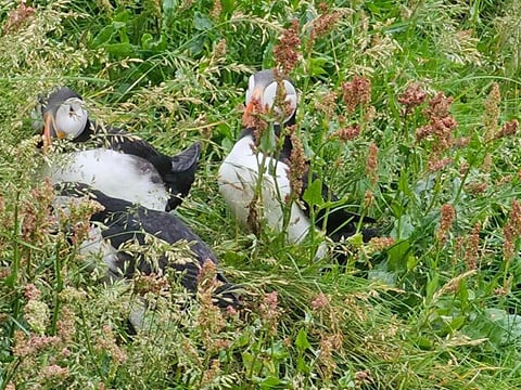 Eyjascooter Puffin Tour in Iceland, photo 7