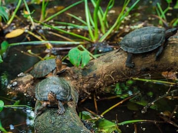 Cuc Phuong National Park Adventure: Trekking, Hiking, Guided Trip