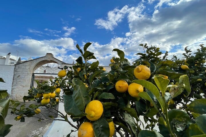Family-Run Farm Near Ostuni: Mozzarella Experience with Tasting 6