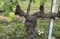 Boutique Winery Visit & Wine Tasting near Arezzo 1