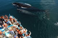 Whales and Sea lions watching at Peninsula de Valdes - PUERTO MADRYN 4