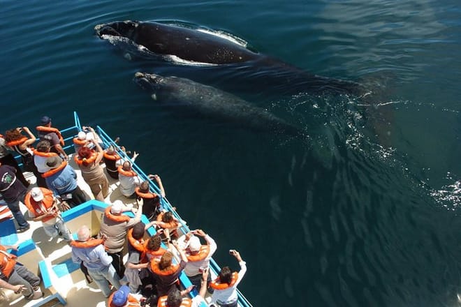 Whales and Sea lions watching at Peninsula de Valdes - PUERTO MADRYN photo 4