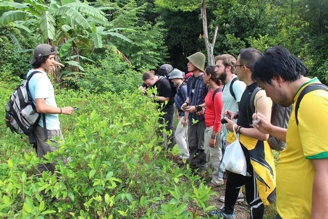 coca plantation