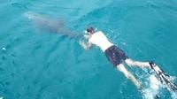 Swimming with the dolphins
