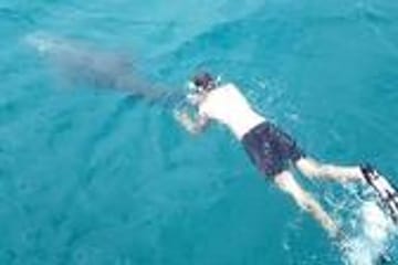 Kisite-Mpunguti Marine National Park Full Day Tour in Kenya
