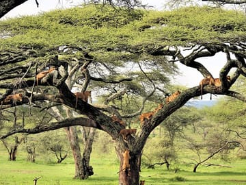 12Days Best of Kenya and Tanzania Wildlife Safari