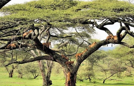 4Days Tanzania Northern Circuit Camping Safari