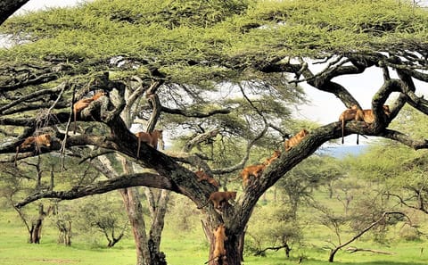 4-Day Camping Safari in Tanzania's Northern Circuit
