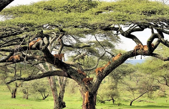 4Days Tanzania Northern Circuit Camping Safari