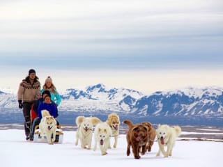 Dog Sledding Near Reykjavik , photo 6