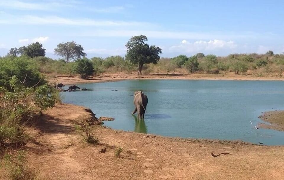 Udawalawe Safari