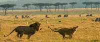 5-Day Nairobi to Maasai Mara & Naivasha Safari 1