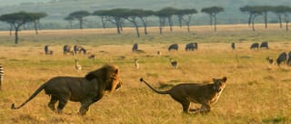 5-Day Nairobi to Maasai Mara & Naivasha Safari