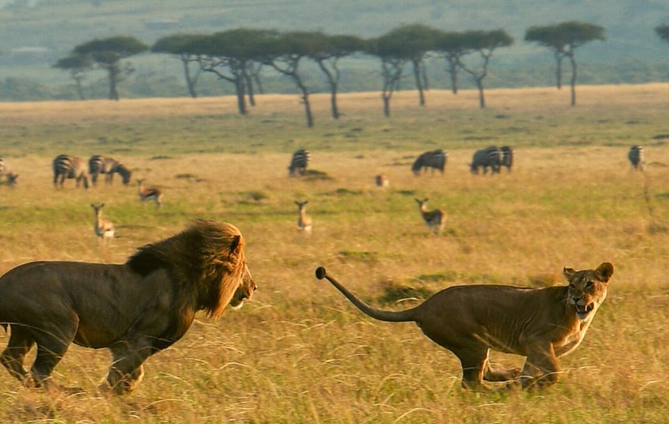 5-Day Luxury Safari from Nairobi to Maasai Mara and Naivasha