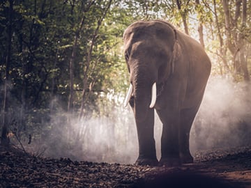 Elephant Nature Park (Half Day)