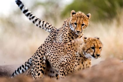 Animal Orphanage with Safari Walk and Bomas of Kenya Guided Tour