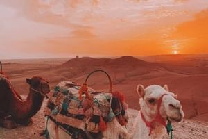 Dinner show under the stars & Sunset Views with Camel Ride tour 
