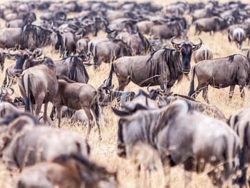Great Migration in Masai Mara National Reserve