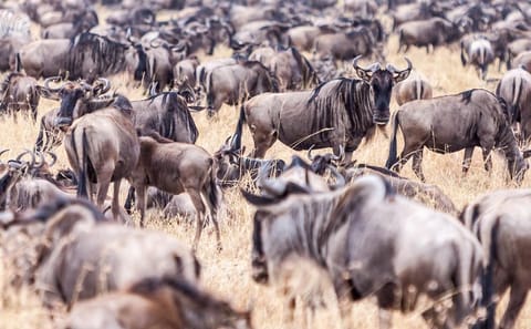 4-Day Luxury Safari in Masai Mara for Great Migration