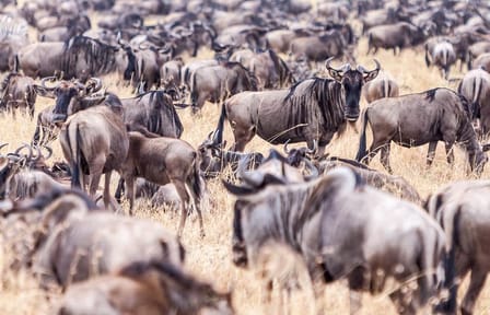 4-Day Luxury Safari in Masai Mara for Great Migration