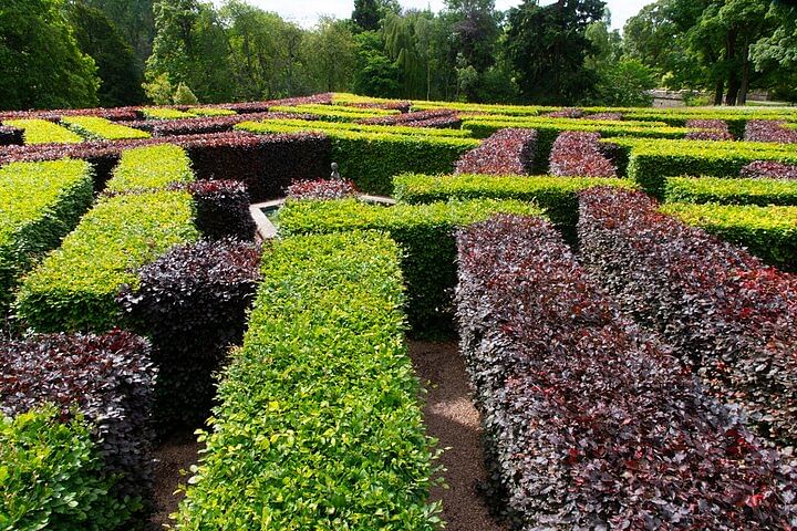 Maze at Scone Palace 