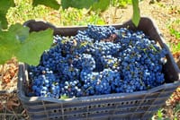 Wine Raki Olive Oil Tasting and Pottery - Private Tour  3