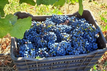 Wine Raki Olive Oil Tasting and Pottery – Private Tour