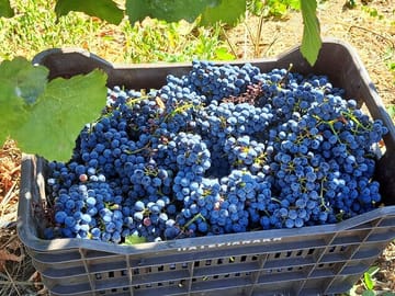 Culinary Tour of Wine, Raki, and Olive Oil in Archanes