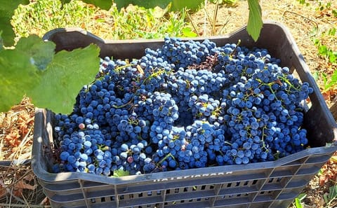 Culinary Tour of Wine, Raki, and Olive Oil in Archanes