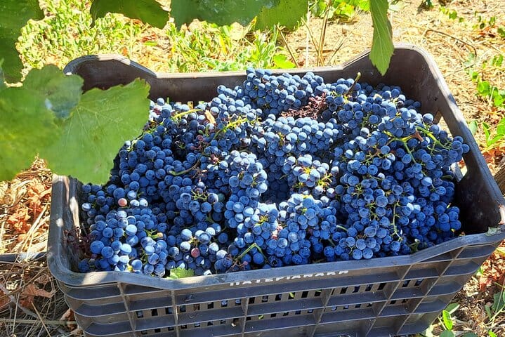 Wine Raki Olive Oil Tasting and Pottery - Private Tour  3