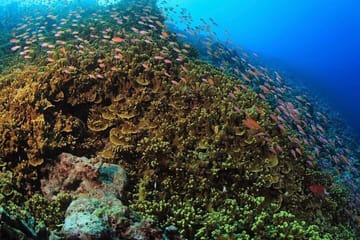Tiger Shark Diving Experience in Fuvahmulah, Maldives